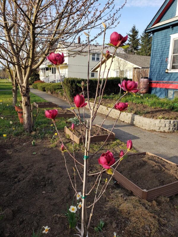 <i>Magnolia</i> 'Black Tulip' - Image 9