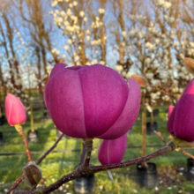Magnolia ‘Brixton Belle’ (Magnolia) flower opening.