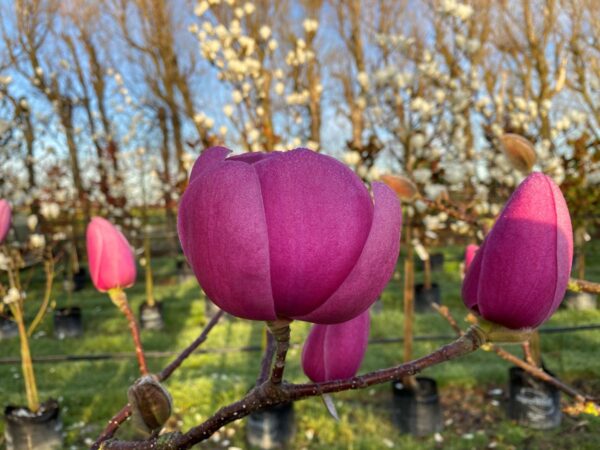 <i>Magnolia</i> 'Brixton Belle' - Image 3