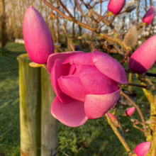 Magnolia ‘Brixton Belle’ (Magnolia) spring flower.