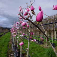 Magnolia ‘Brixton Belle’ (Magnolia) line at Leafland.