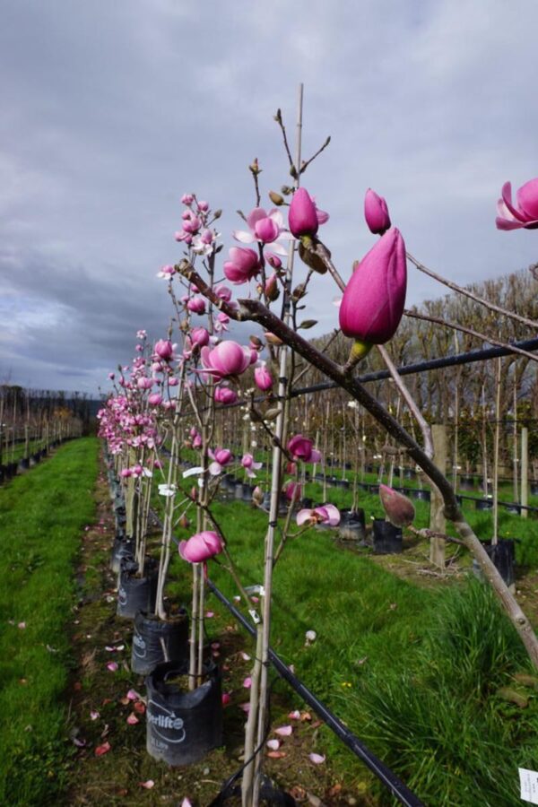 <i>Magnolia</i> 'Brixton Belle' - Image 5