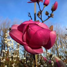 Magnolia ‘Brixton Belle’ (Magnolia)