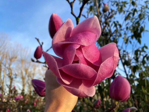 <i>Magnolia</i> 'Brixton Belle'