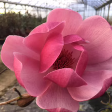 Magnolia ‘Brixton Belle’ (Magnolia) open.