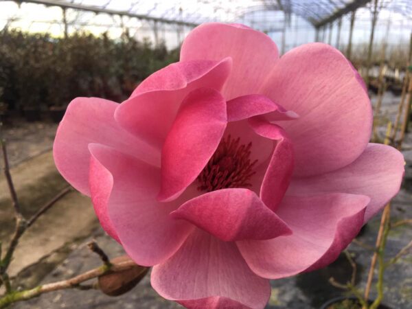 <i>Magnolia</i> 'Brixton Belle' - Image 7