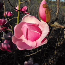 Magnolia ‘Brixton Belle’ (Magnolia) in spring.