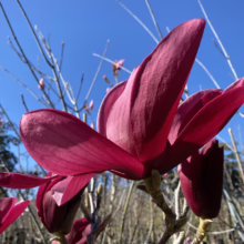 Magnolia ‘Burgundy Star’ (Magnolia) opening flower.