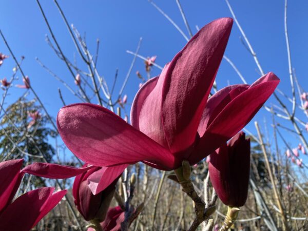 <i>Magnolia</i> 'Burgundy Star' - Image 2