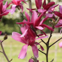 Magnolia ‘Burgundy Star’ (Magnolia) spring blooms.