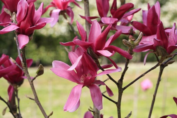 <i>Magnolia</i> 'Burgundy Star' - Image 3