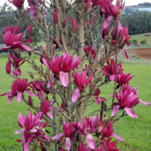 Magnolia ‘Burgundy Star’ (Magnolia) branches.