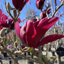 Magnolia ‘Burgundy Star’ (Magnolia) flower.