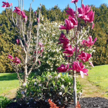 Magnolia ‘Burgundy Star’ (Magnolia) newly planted.