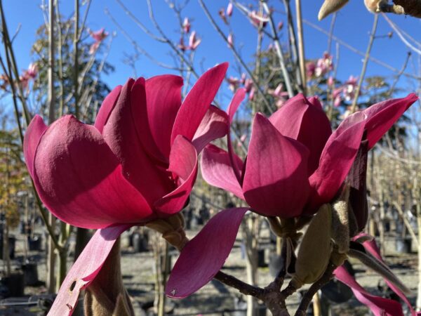 <i>Magnolia</i> 'Burgundy Star'