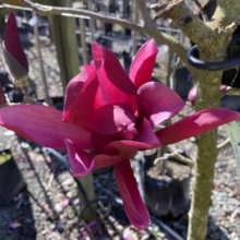 Magnolia ‘Burgundy Star’ (Magnolia) at Leafland.