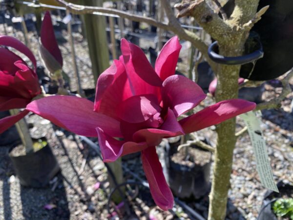 <i>Magnolia</i> 'Burgundy Star' - Image 7