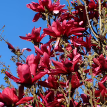 Magnolia ‘Burgundy Star’ (Magnolia)