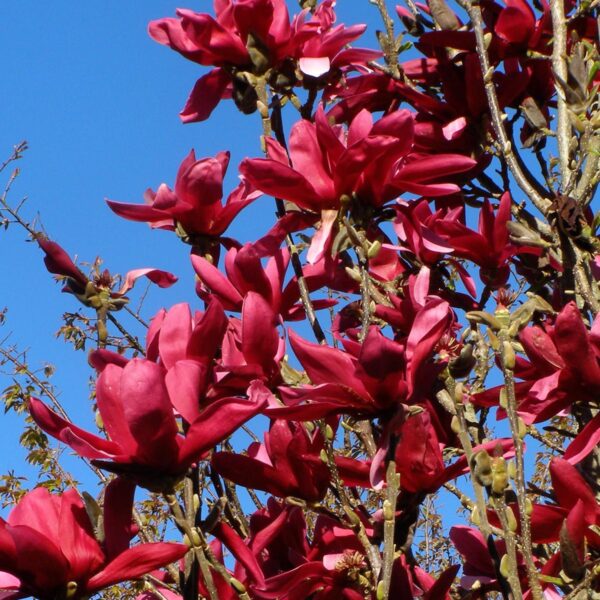 <i>Magnolia</i> 'Burgundy Star' - Image 8