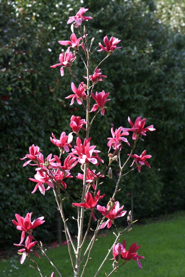 <i>Magnolia</i> 'Burgundy Star' - Image 9