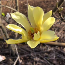 Magnolia 'Butterflies' (Magnolia) open flower.