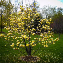 Magnolia 'Butterflies' (Magnolia) tree in Spring.