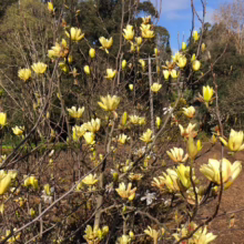 Magnolia 'Butterflies' (Magnolia) branches.