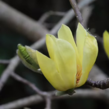 Magnolia 'Butterflies' (Magnolia) new flower.