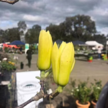 Magnolia 'Butterflies' (Magnolia) buds at Leafland.