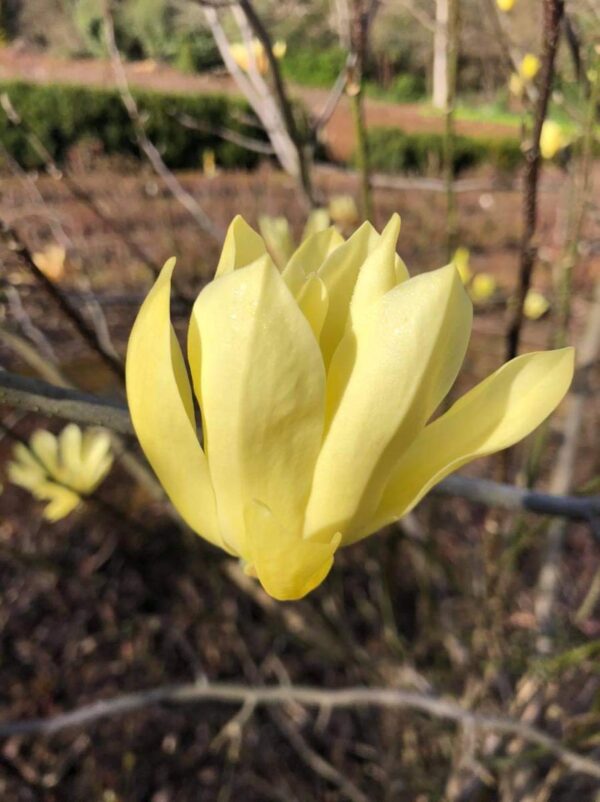 <i>Magnolia</i> 'Butterflies'