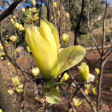 Magnolia 'Butterflies' (Magnolia) opening.