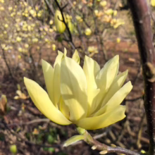 Magnolia 'Butterflies' (Magnolia)