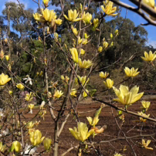 Magnolia 'Butterflies' (Magnolia) spring branches.