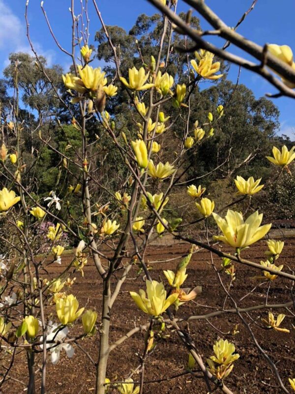 <i>Magnolia</i> 'Butterflies' - Image 9