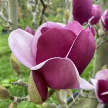 Magnolia ‘Cameo’ (Magnolia) side on flower.