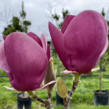 Magnolia ‘Cameo’ (Magnolia) two buds.