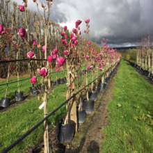 Magnolia ‘Cameo’ (Magnolia) line at Leafland.