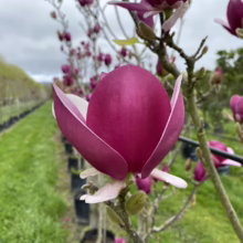 Magnolia ‘Cameo’ (Magnolia) flower at Leafland.