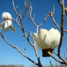 Magnolia campbellii 'Alba' (Campbell's Magnolia) flower.
