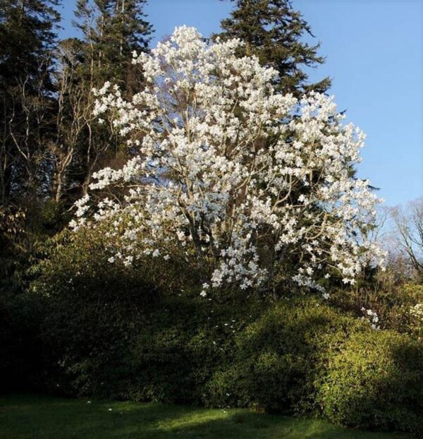 <i>Magnolia campbellii</i> 'Alba'