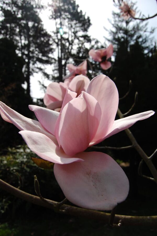 <i>Magnolia campbellii</i> 'Charles Raffill' - Image 2