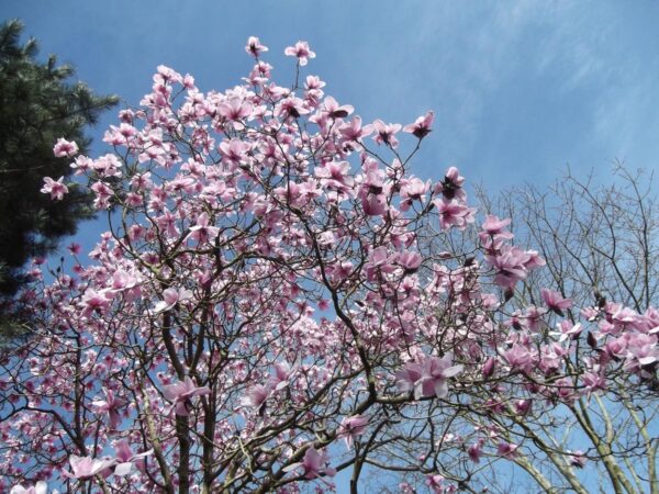 <i>Magnolia campbellii</i> 'Charles Raffill' - Image 3