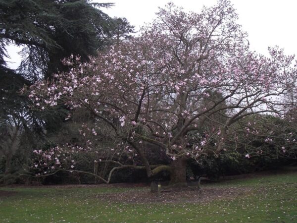 <i>Magnolia campbellii</i> 'Charles Raffill'