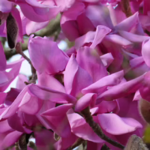 Magnolia campbellii 'Lanarth' (Campbell's Magnolia) blooms.