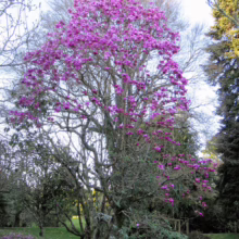 Magnolia campbellii 'Lanarth' (Campbell's Magnolia) tree in flower.