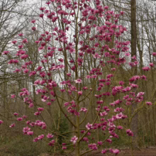 Magnolia ‘Charisma’ (Magnolia) tree in bloom.