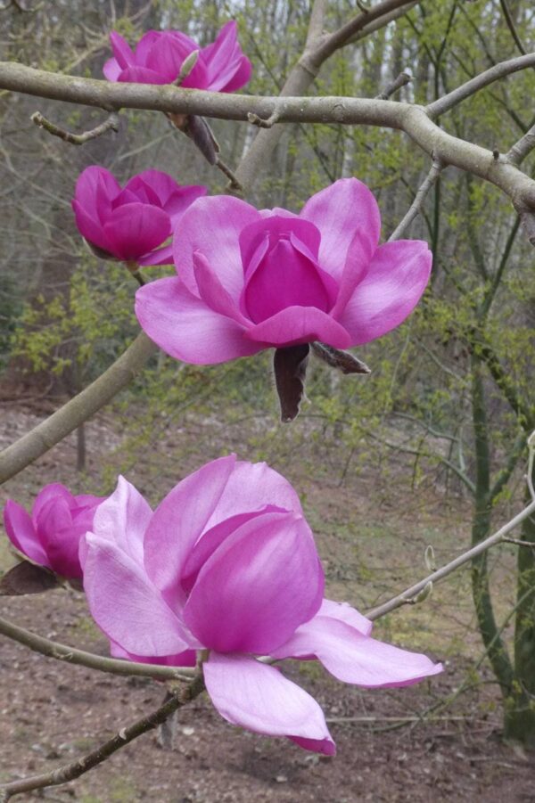 <i>Magnolia</i> 'Charisma'