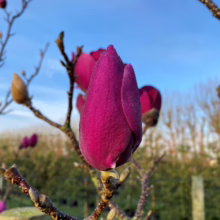 Magnolia ‘Cleopatra’ (Magnolia) bud.