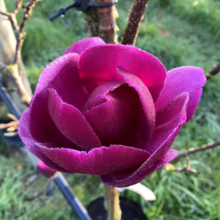Magnolia ‘Cleopatra’ (Magnolia) top of flower.