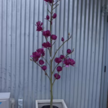 Magnolia ‘Cleopatra’ (Magnolia) tree at Leafland in a pot.